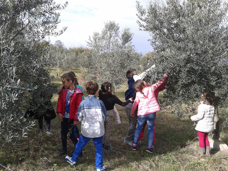 la "brucatura" delle olive