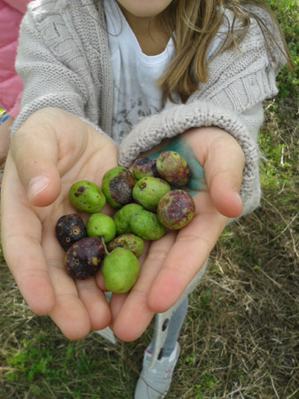 due mani porgono alcune olive raccolte