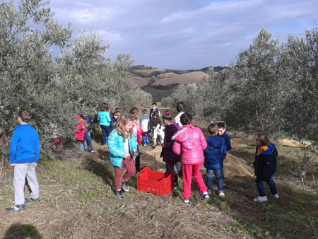 alunni al lavoro nell'uliveto