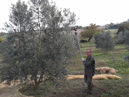 la raccolta meccanica delle olive