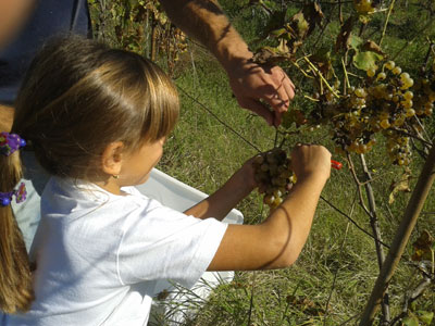 la raccolta dei grappoli